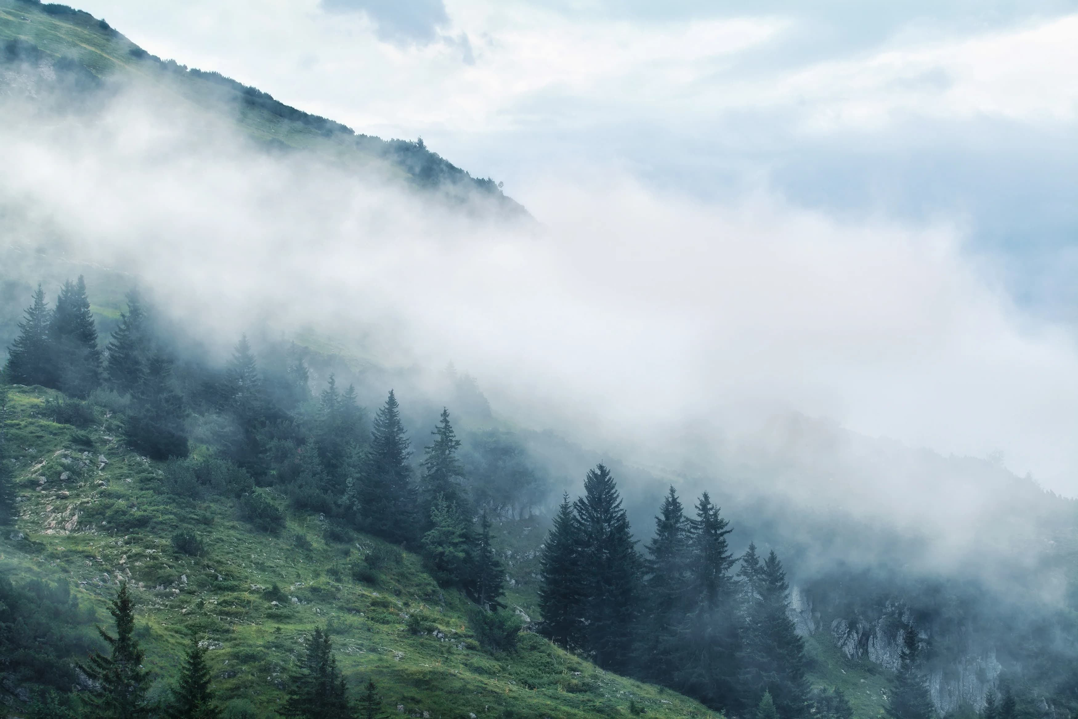 Forests of Norway