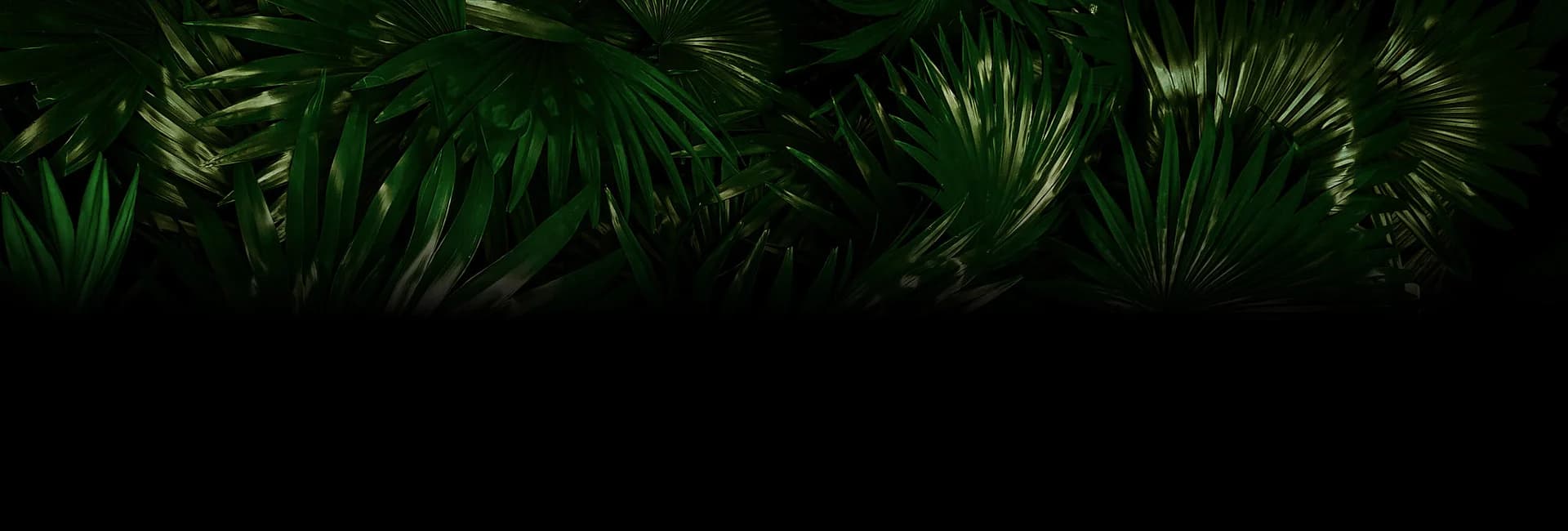 Tropical Jungle