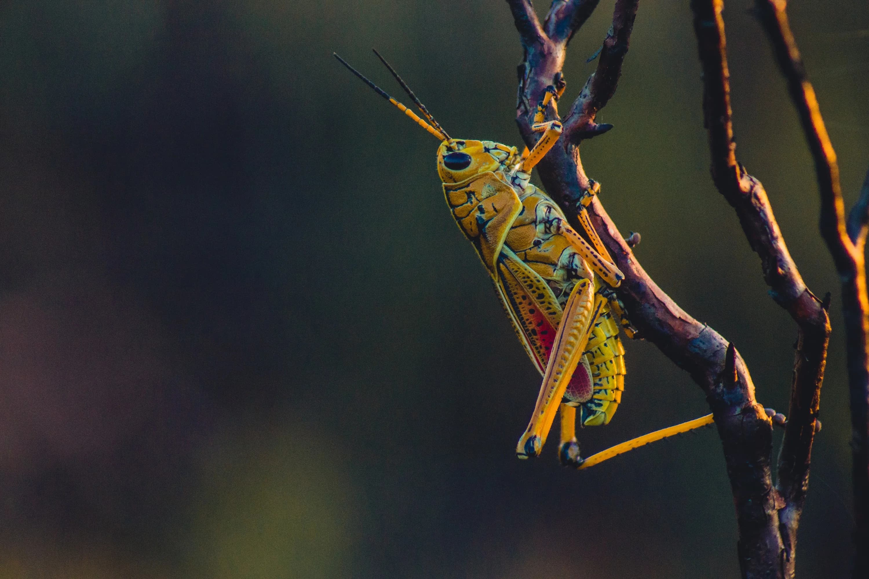 Crickets and Cicadas