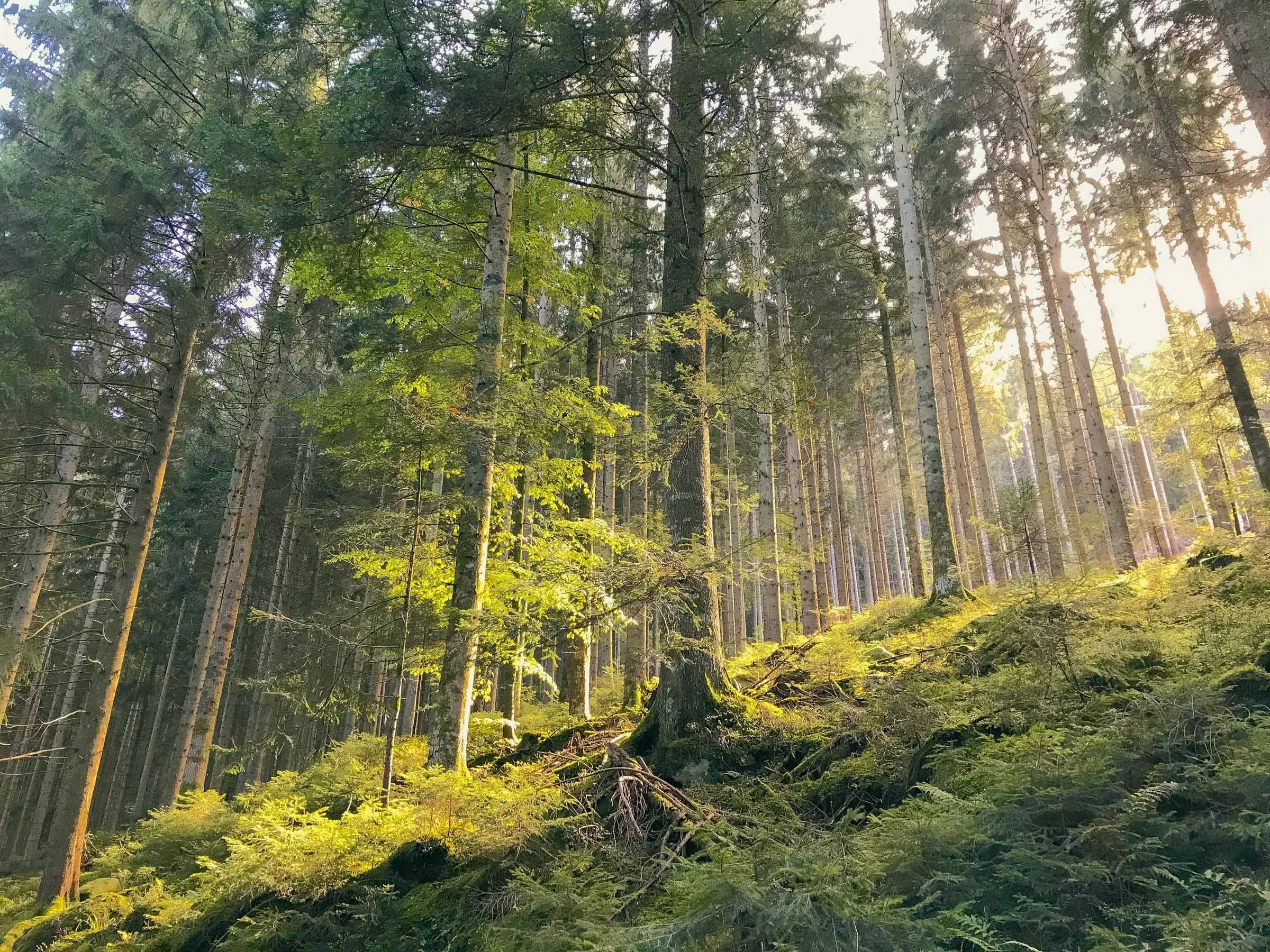 Forest Ambiences